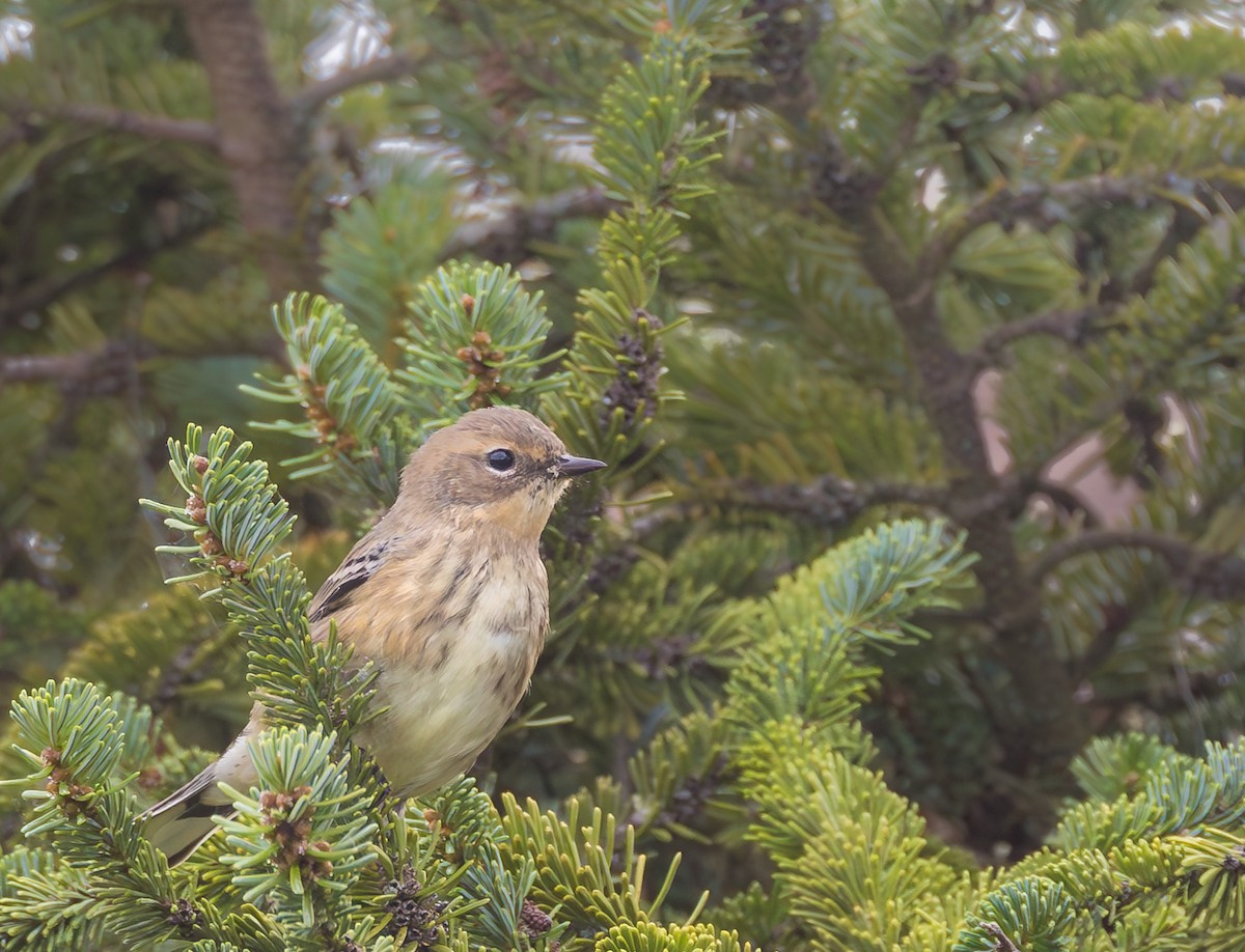 Yellow-rumped Warbler - ML624045783