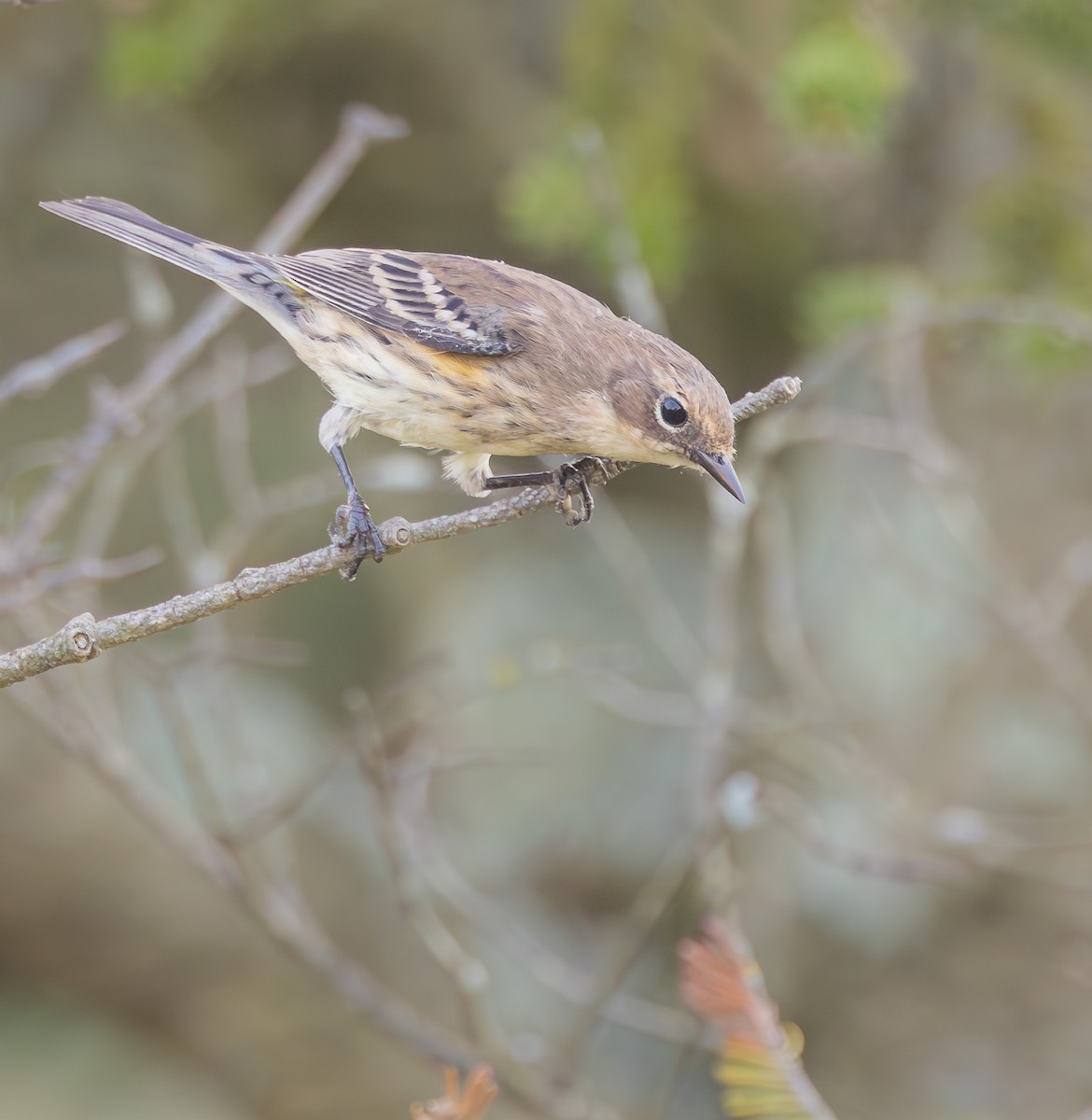 Yellow-rumped Warbler - ML624045784