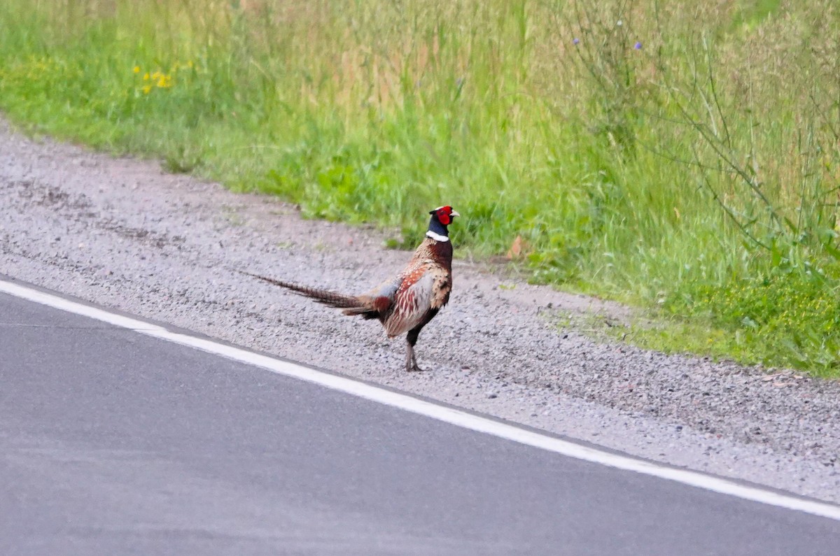 Ring-necked Pheasant - ML624045789