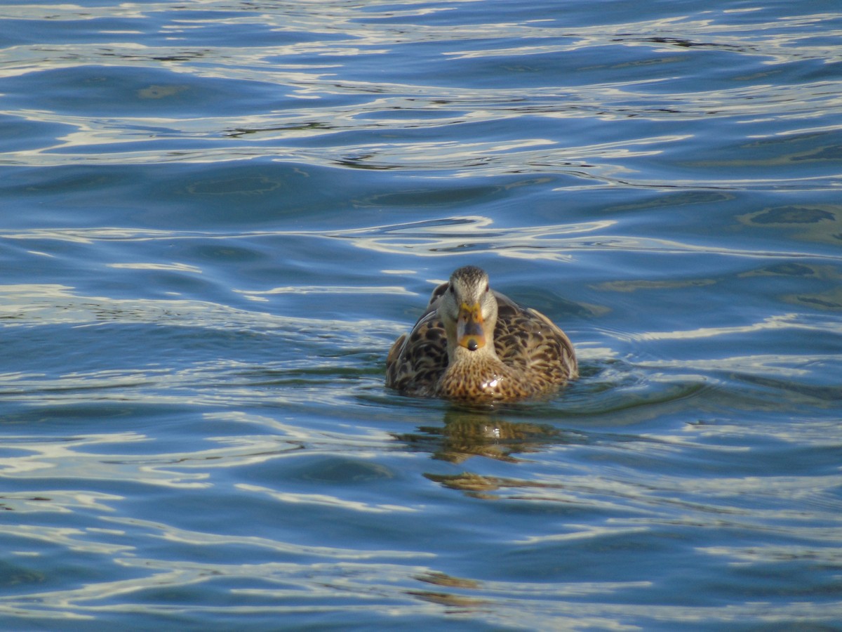 Canard colvert - ML624045792