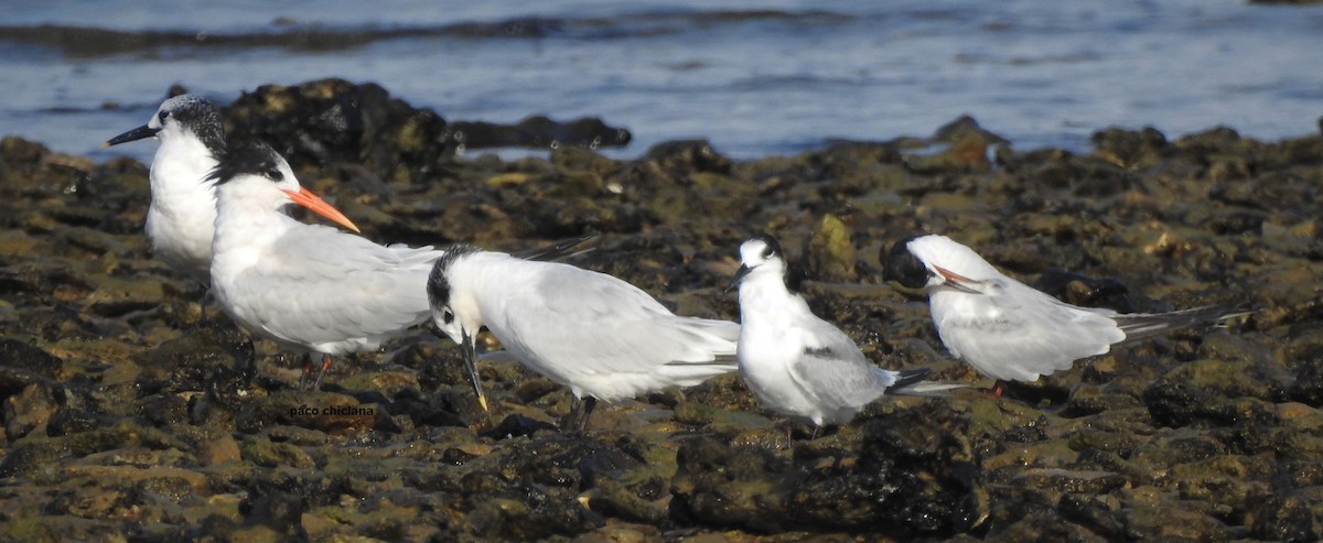 Elegant Tern - ML624045793