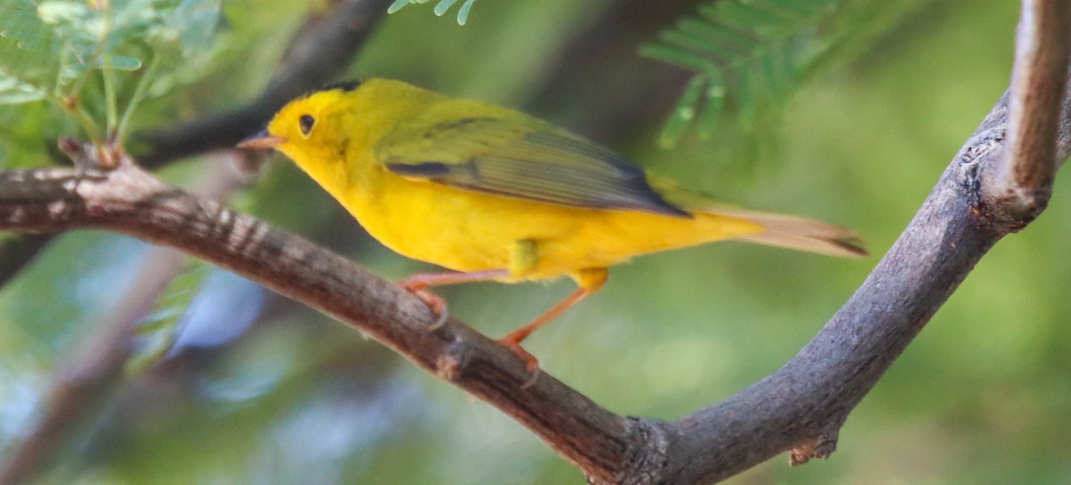 Wilson's Warbler - ML624045795