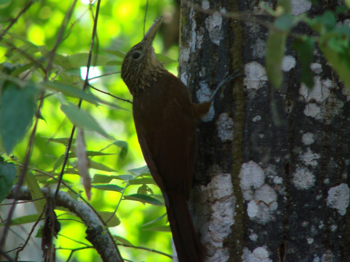 Buff-throated Woodcreeper - ML624045796