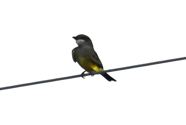 Cassin's Kingbird - ML624045800