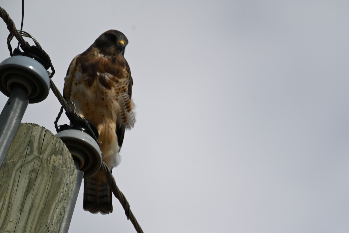 Swainson's Hawk - ML624045803