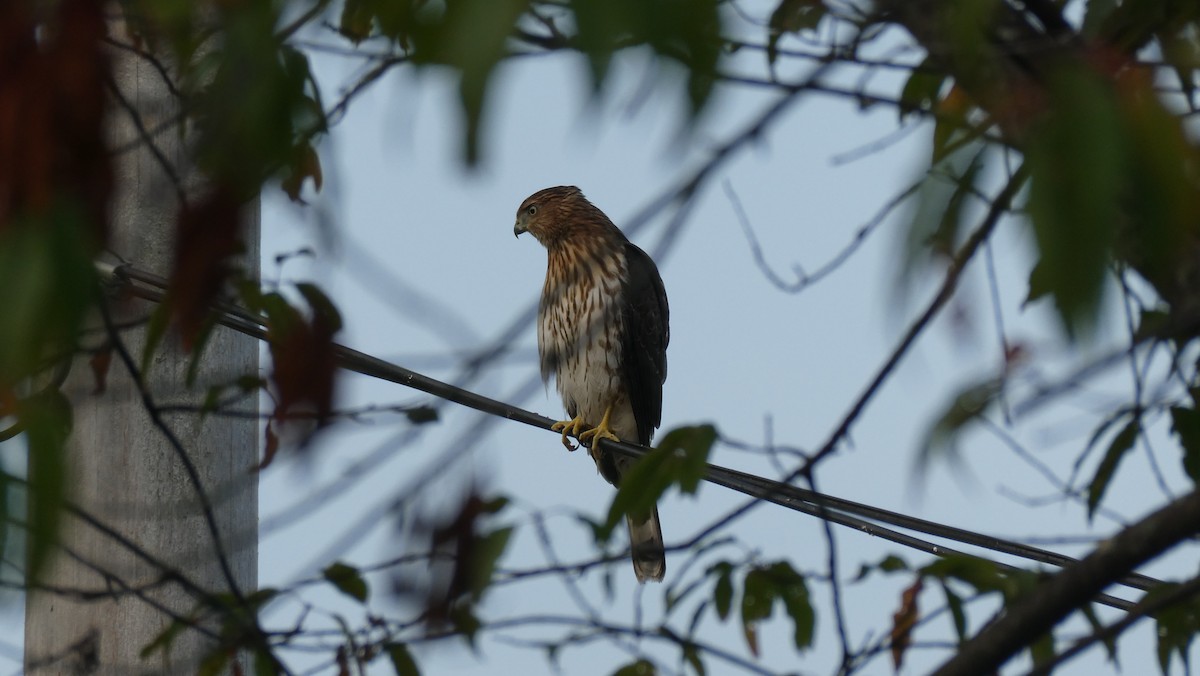 Cooper's Hawk - ML624045809