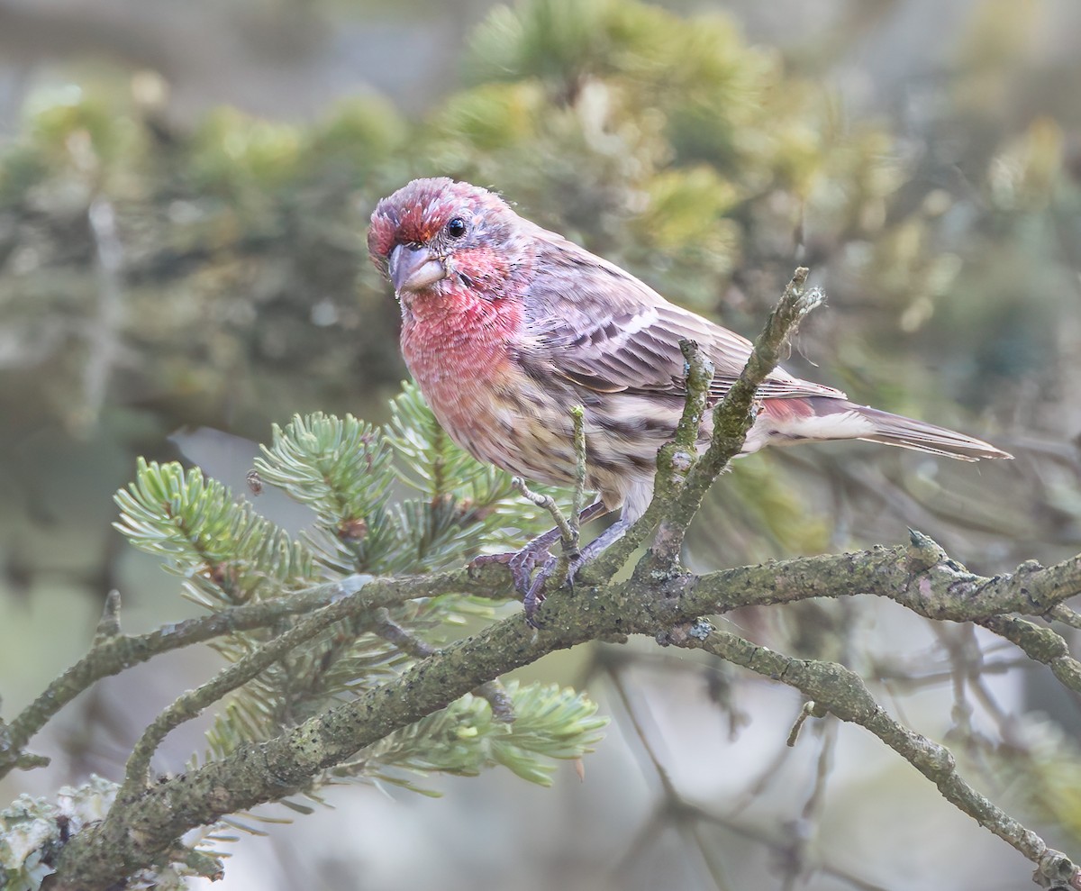 House Finch - ML624045816