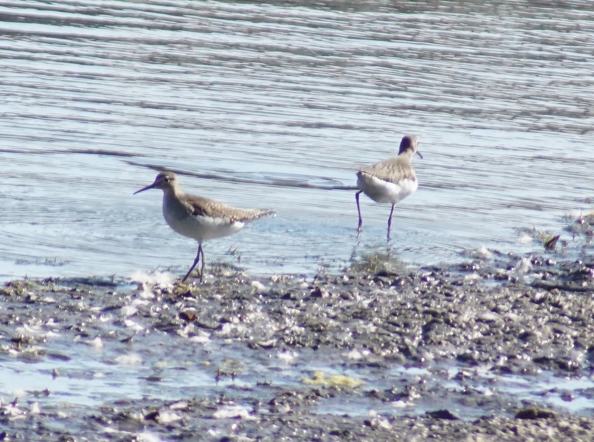 Solitary Sandpiper - ML624045817