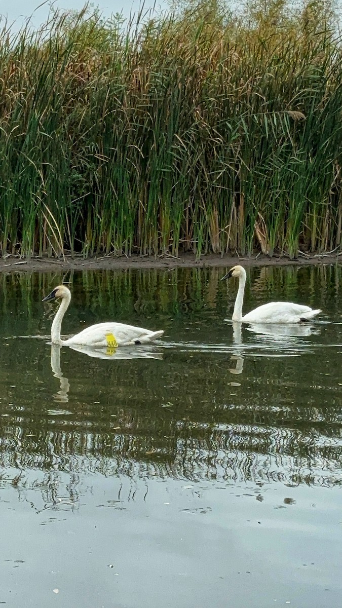 Trumpeter Swan - ML624045840