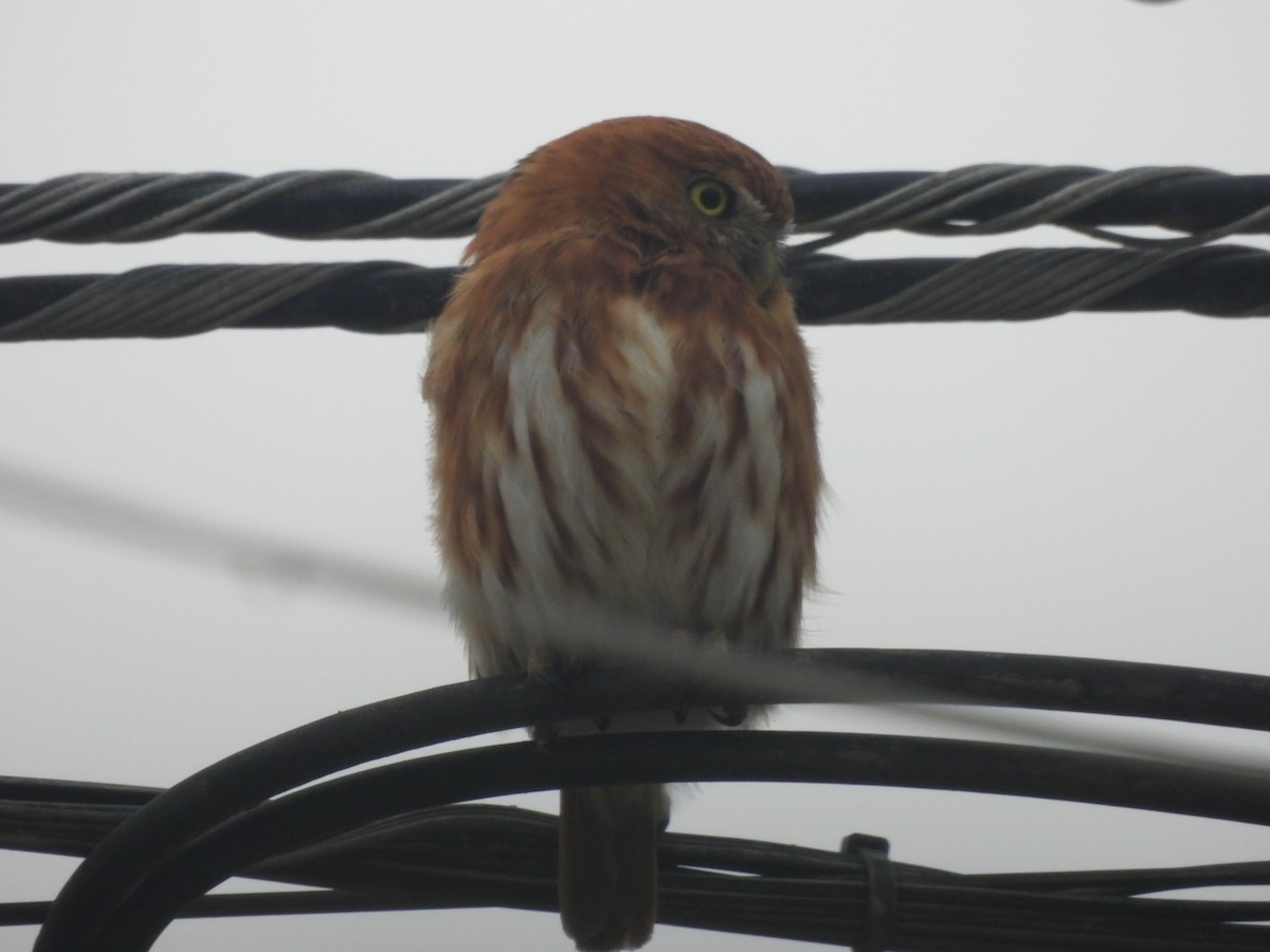 Peruvian Pygmy-Owl - Kevin Tapia