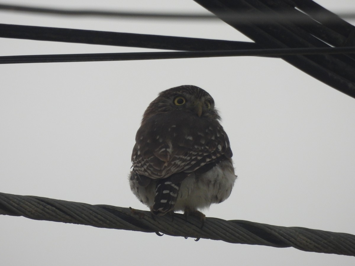 Peruvian Pygmy-Owl - ML624045914