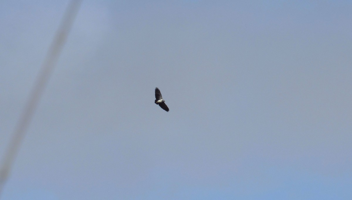 Black-chested Buzzard-Eagle - ML624045915