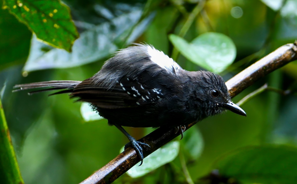 Dusky Antbird - ML624045916