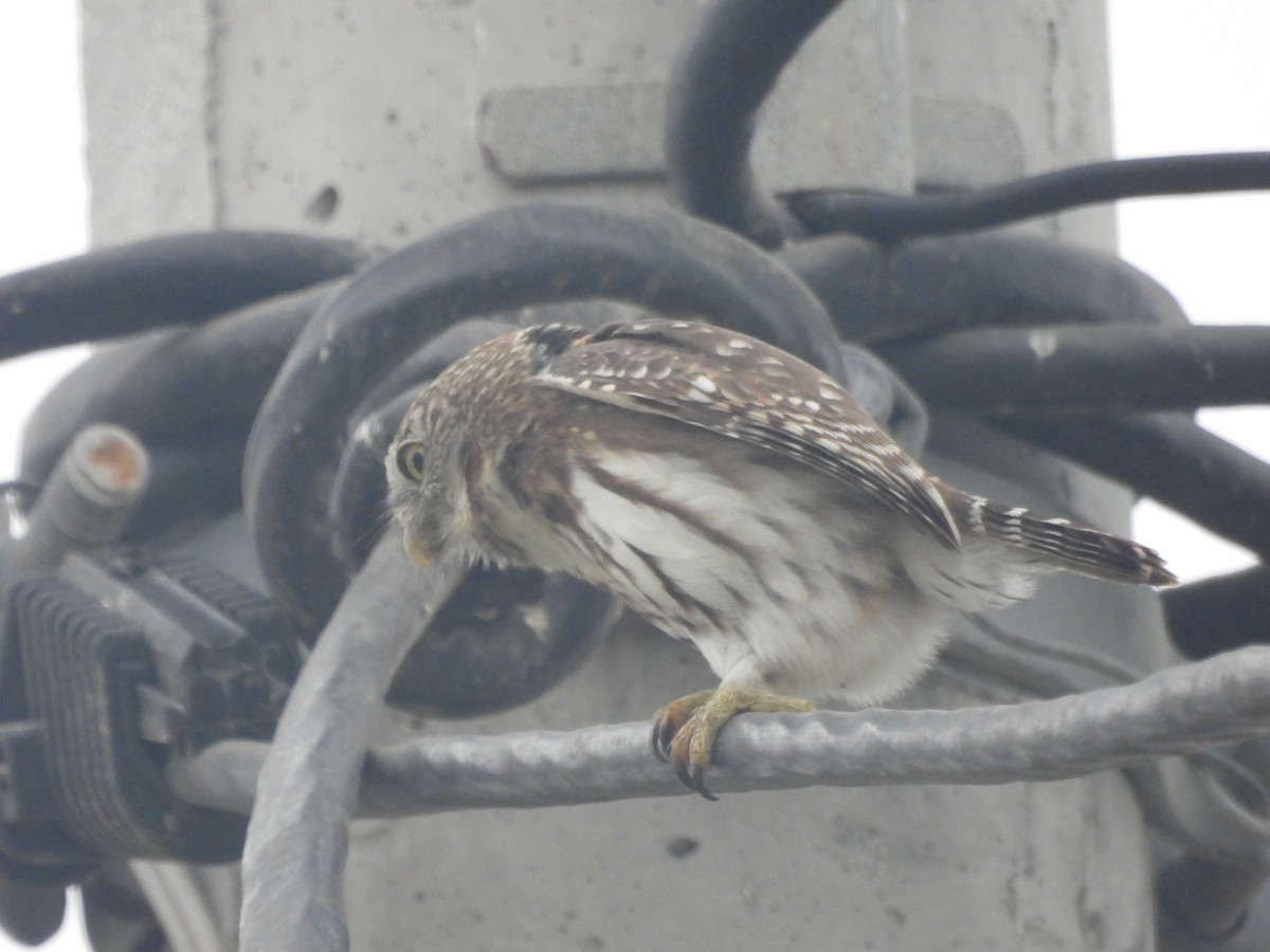 Peruvian Pygmy-Owl - Kevin Tapia