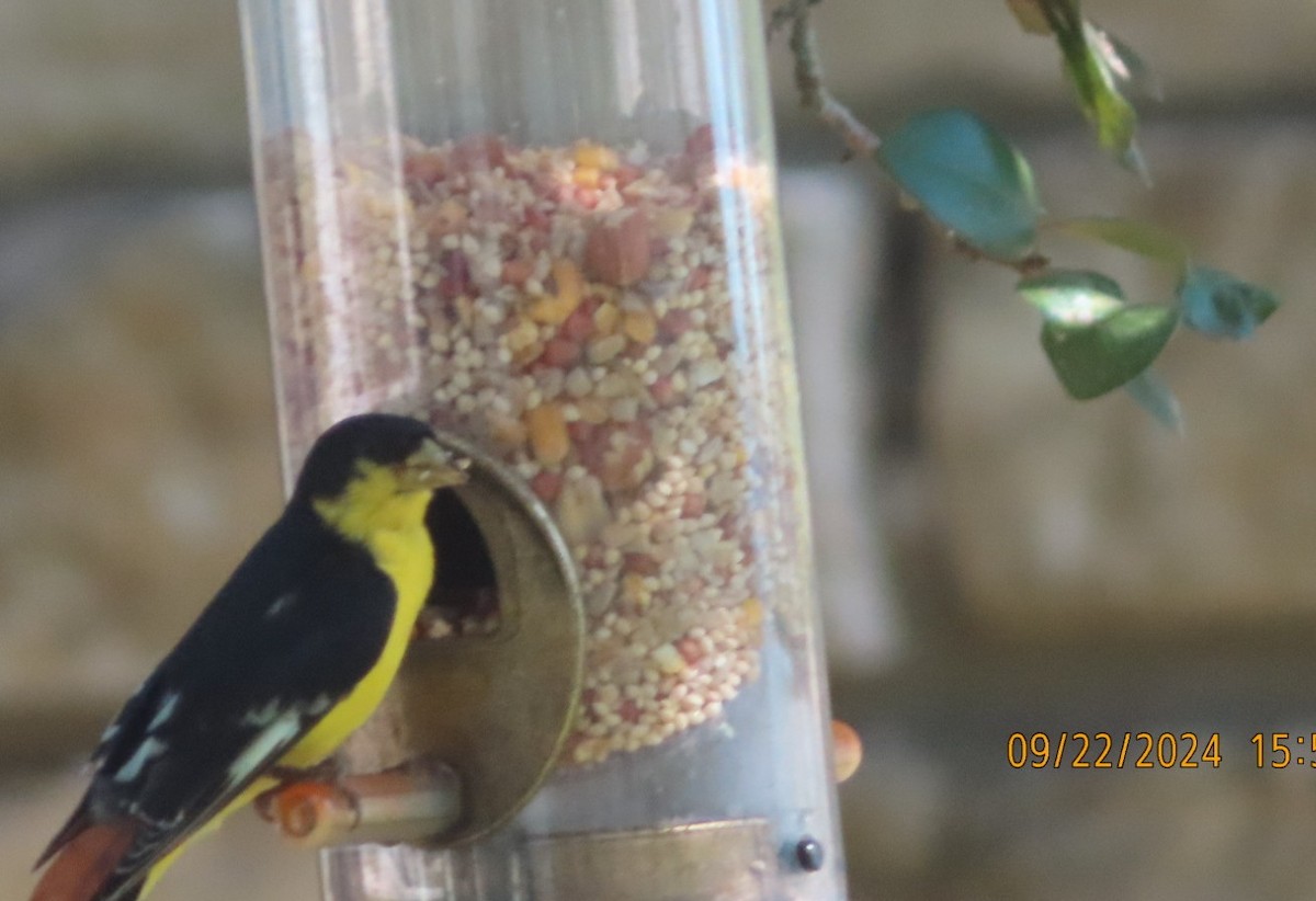 Lesser Goldfinch - ML624045955