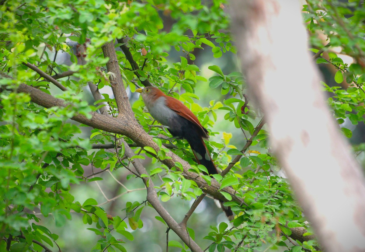 Squirrel Cuckoo - ML624045957