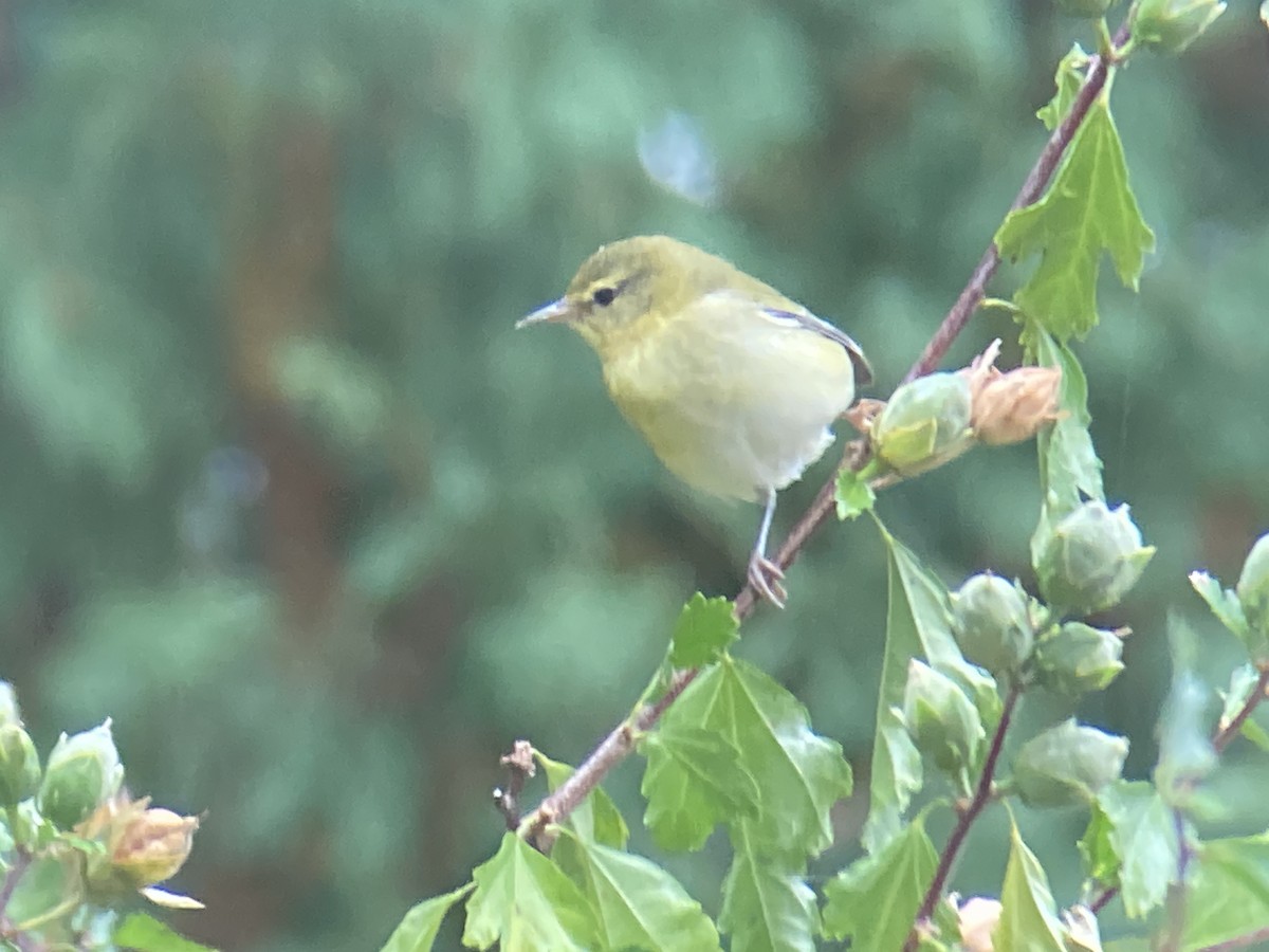 Tennessee Warbler - ML624045958