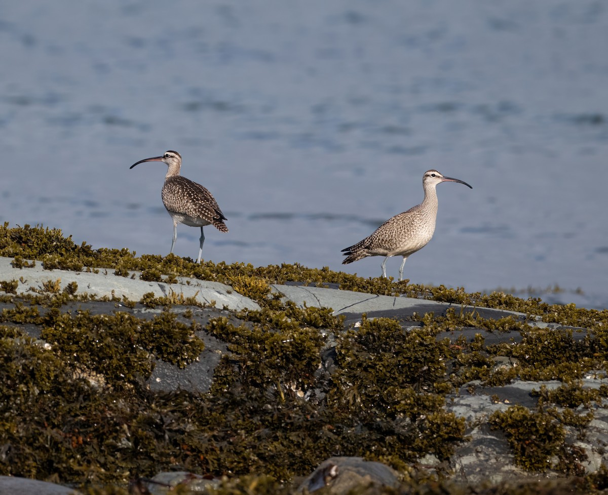 Whimbrel - ML624045967