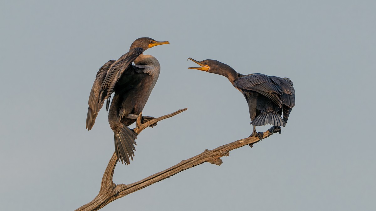 Double-crested Cormorant - ML624045970