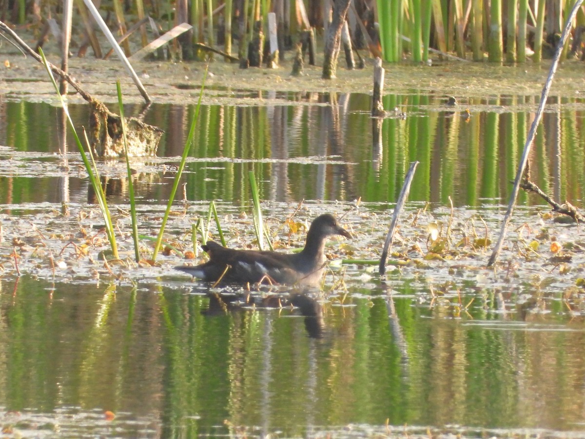 Common Gallinule - ML624045986