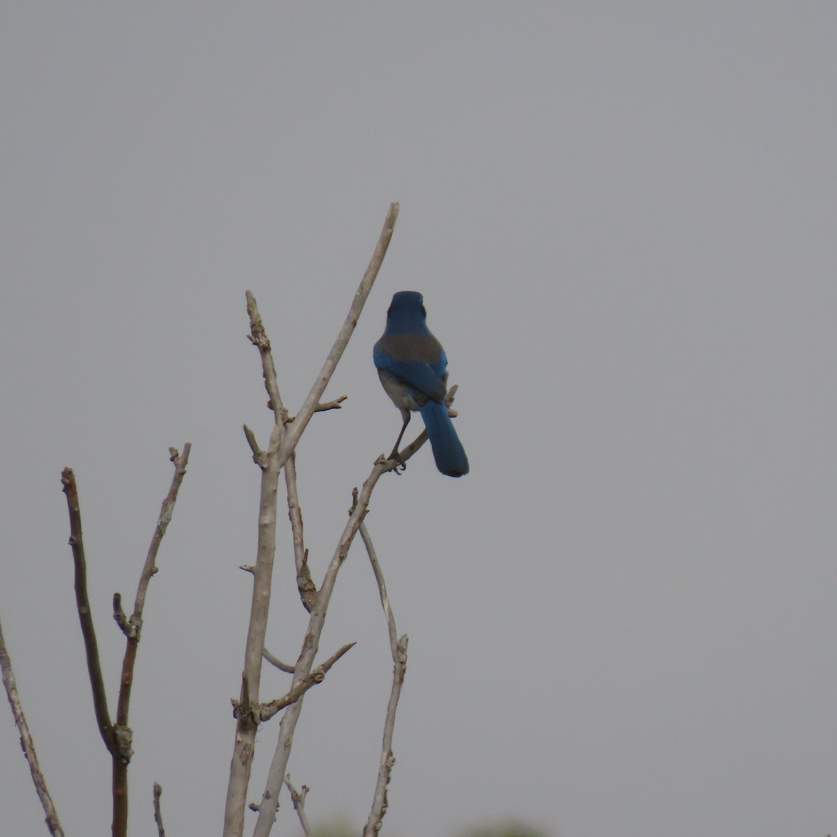 California Scrub-Jay - ML624045987