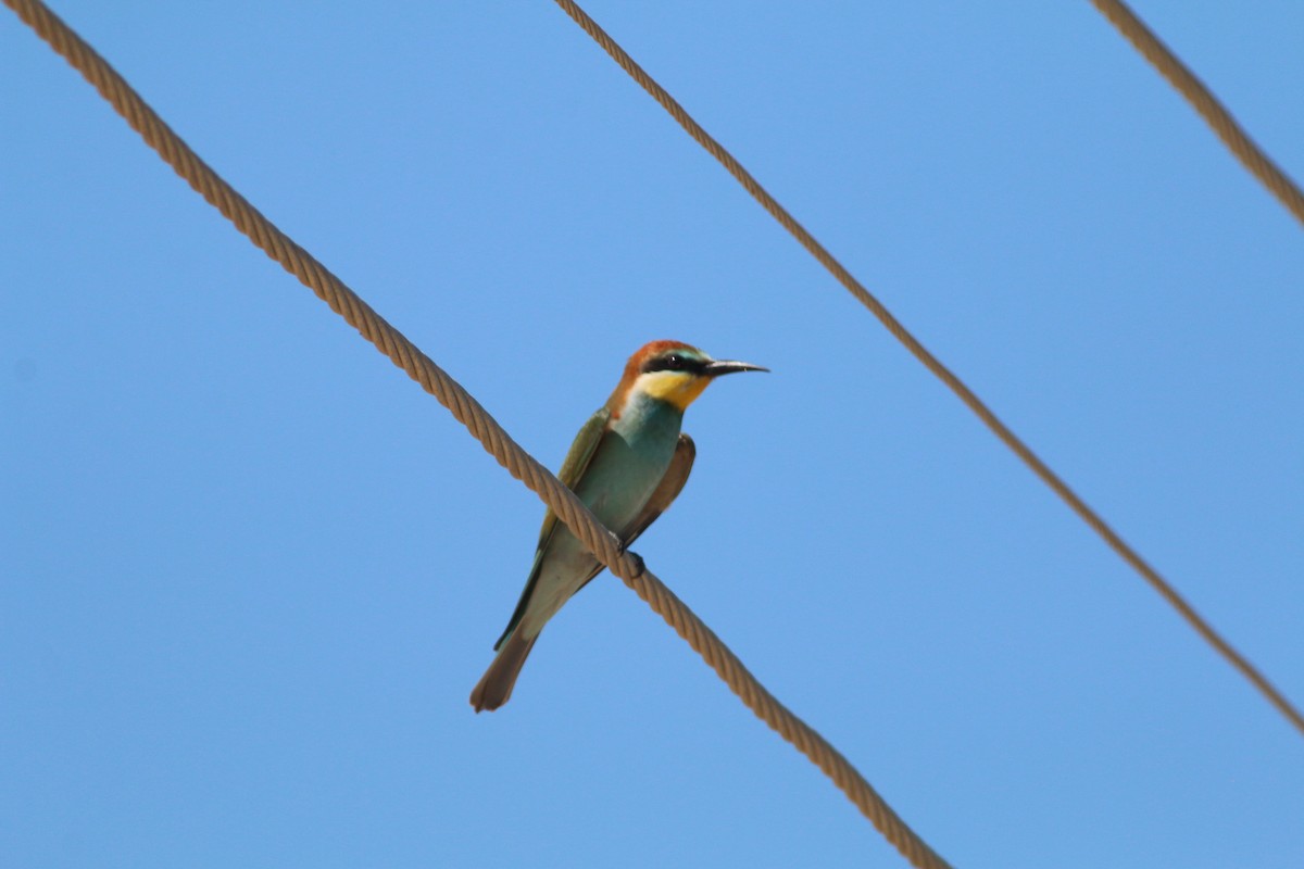 European Bee-eater - Brendon Fagan