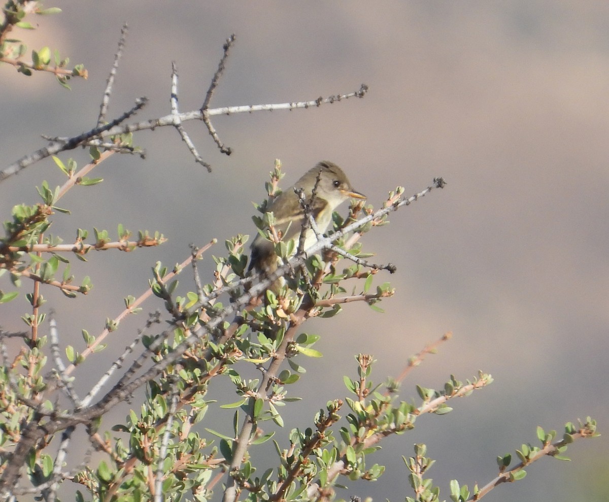 Willow Flycatcher - ML624046033