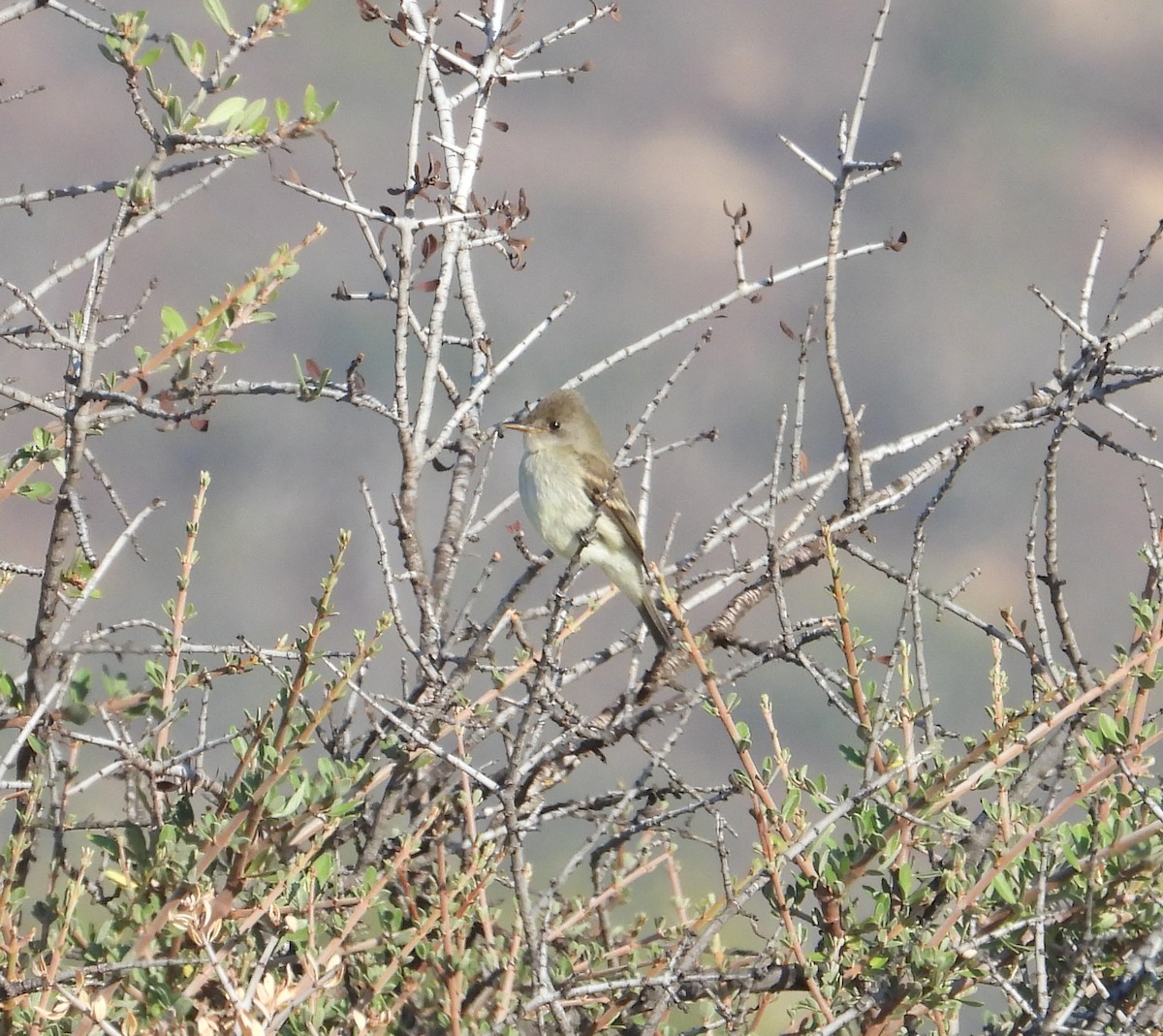 Willow Flycatcher - ML624046034