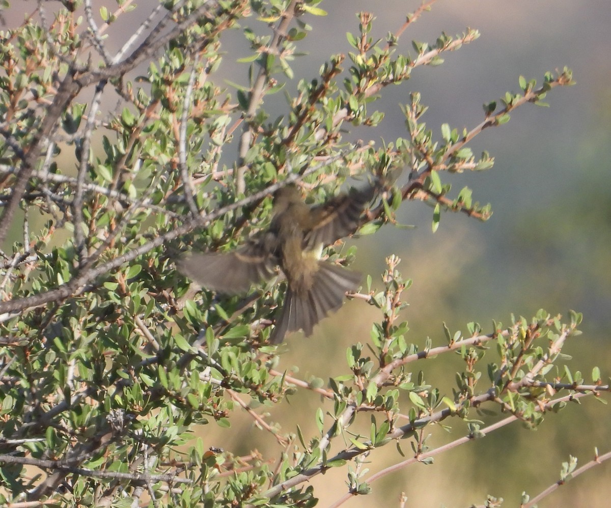 Willow Flycatcher - ML624046036