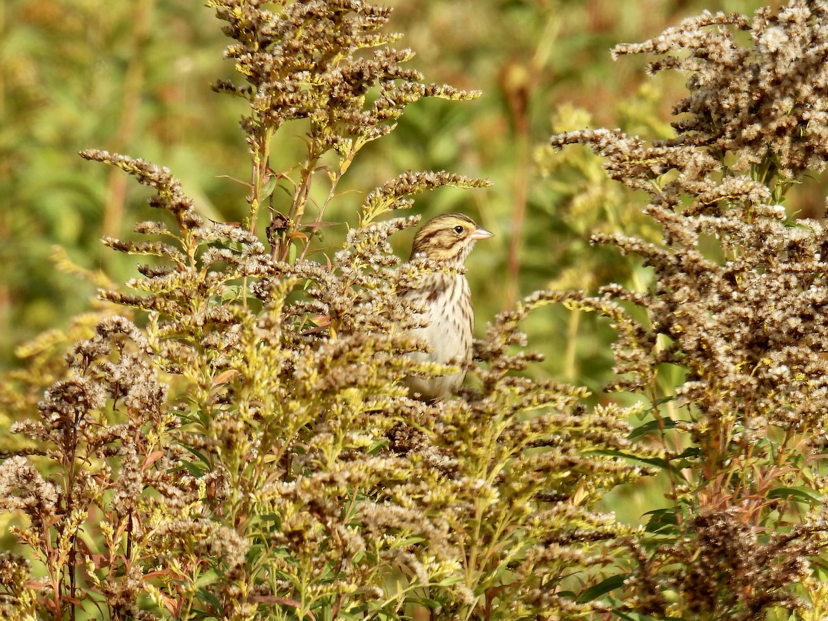 Savannah Sparrow - ML624046037