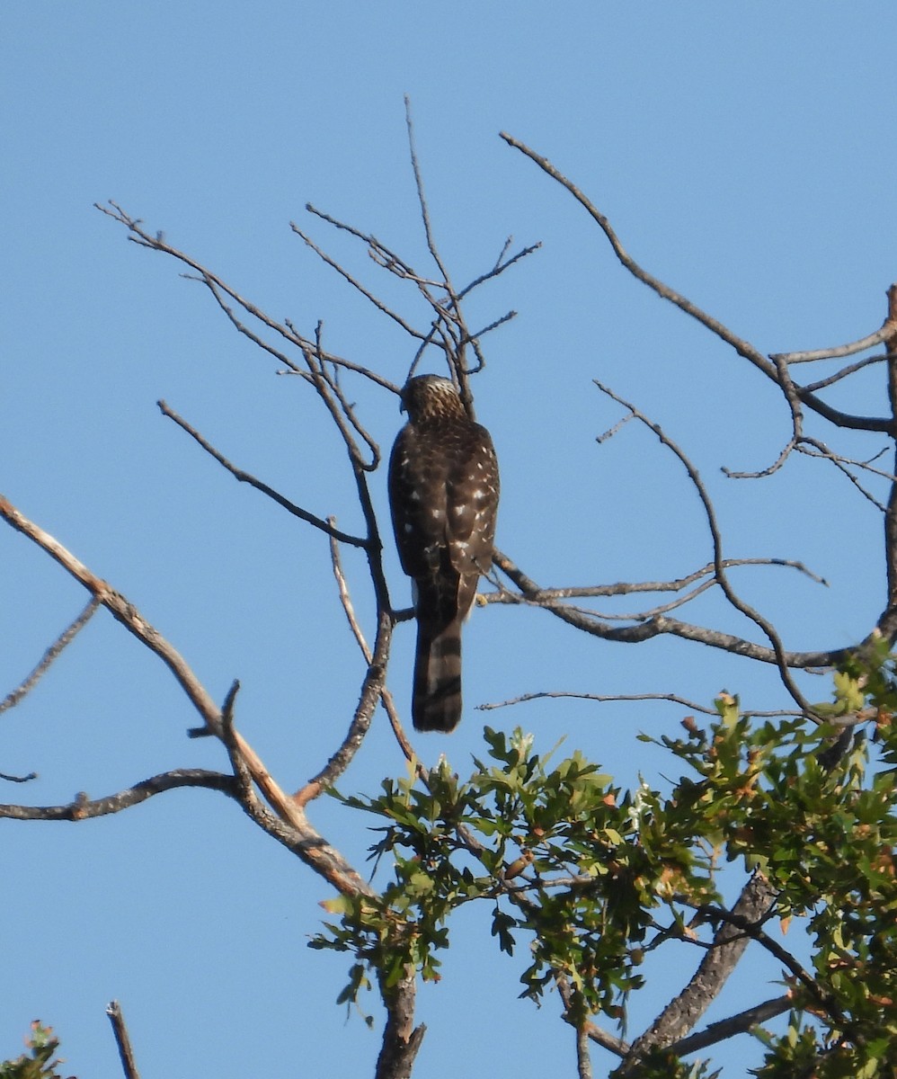 Cooper's Hawk - ML624046048