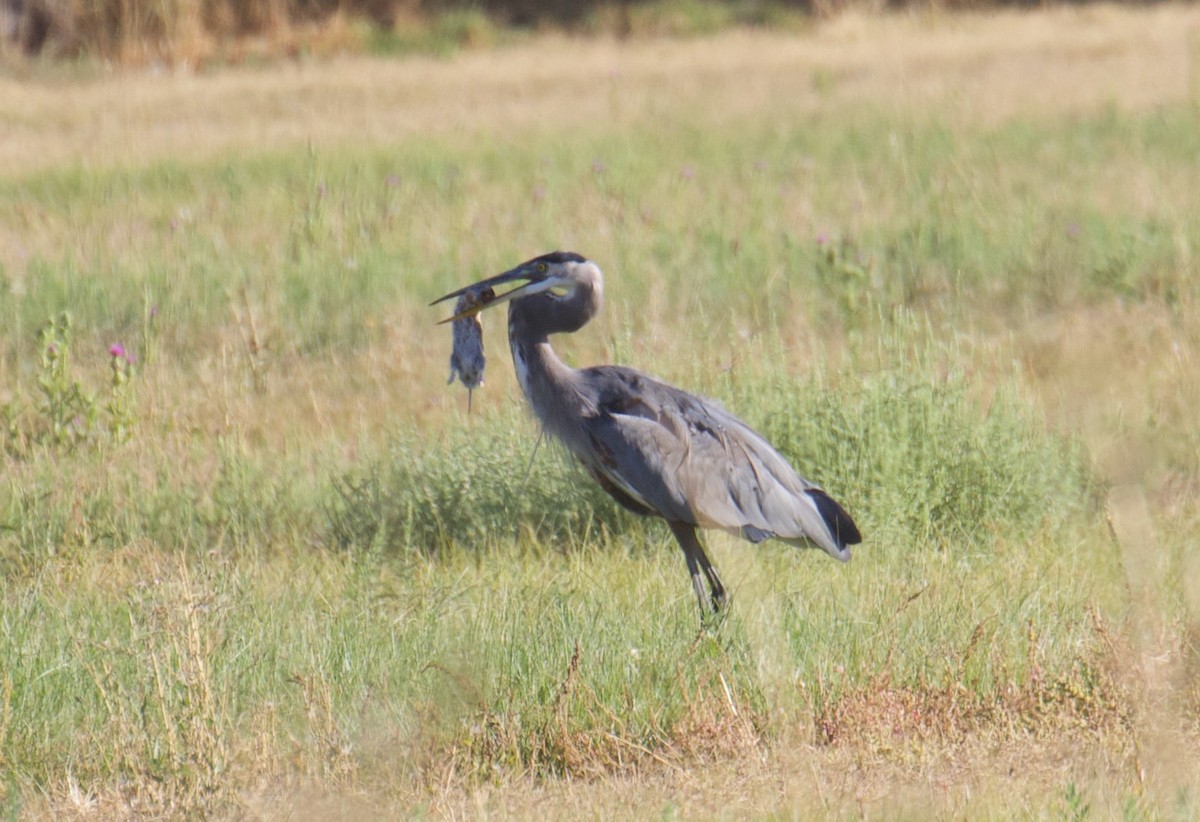 Great Blue Heron - ML624046049