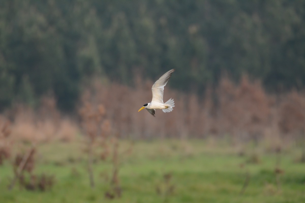 Large-billed Tern - ML624046073