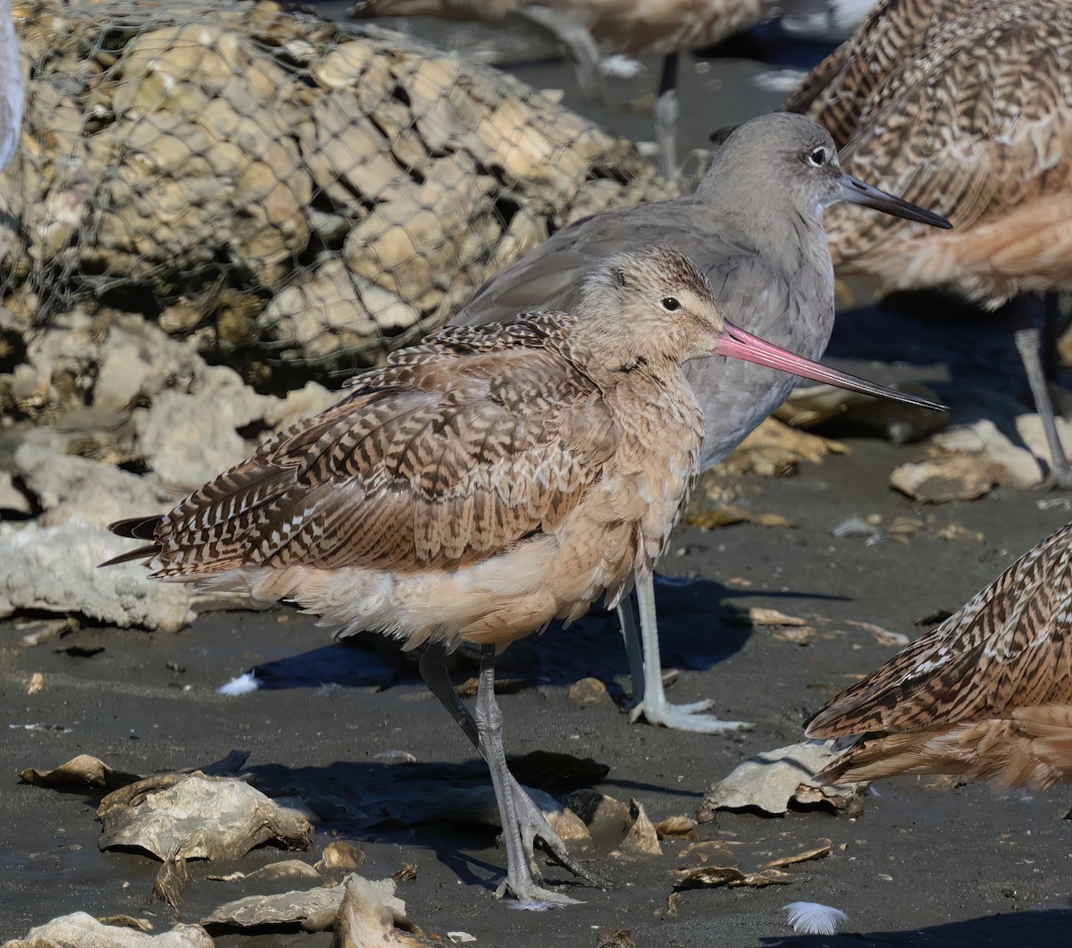 Marbled Godwit - ML624046086