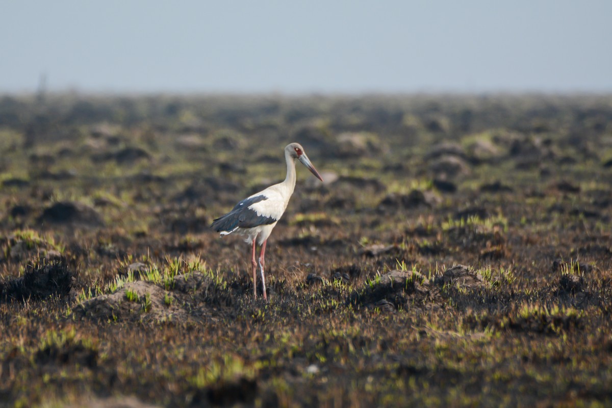 Maguari Stork - ML624046088