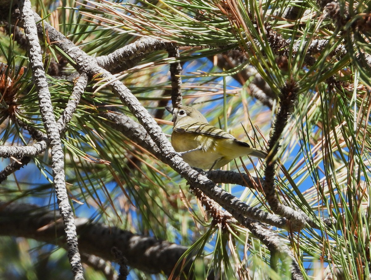 Cassin's Vireo - ML624046098