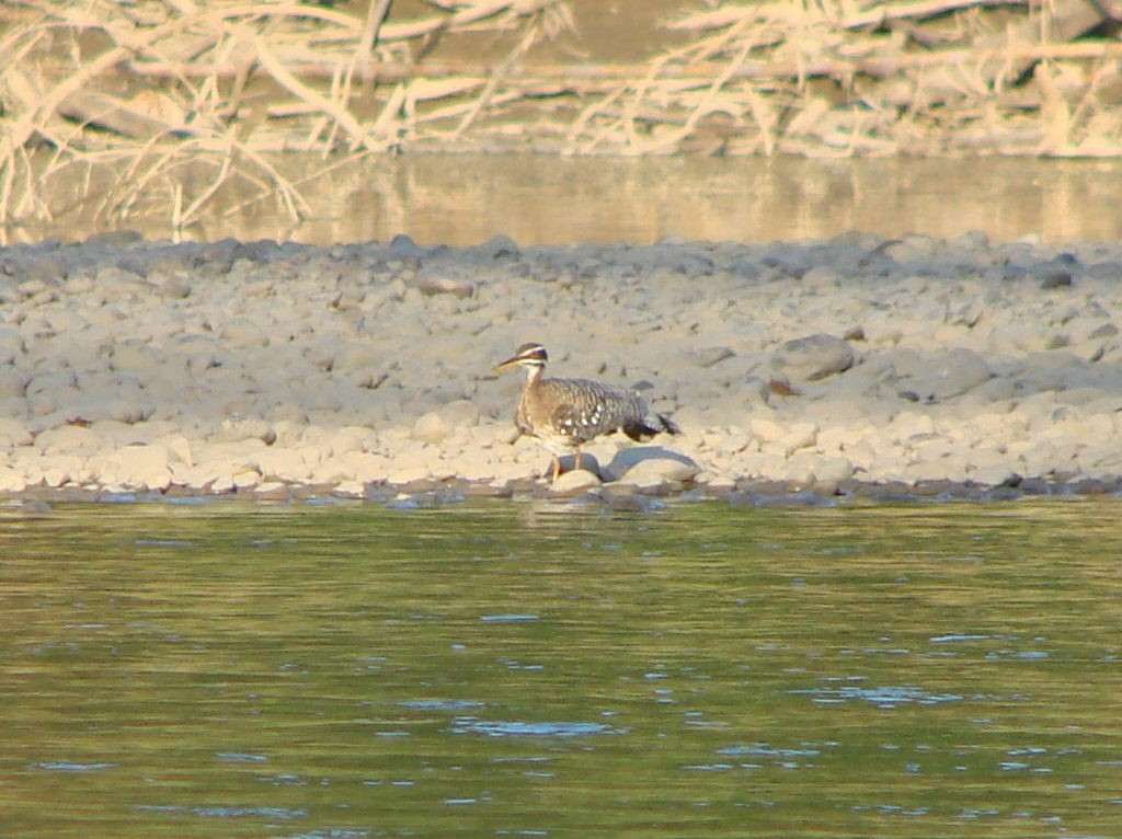 Sunbittern - ML624046100