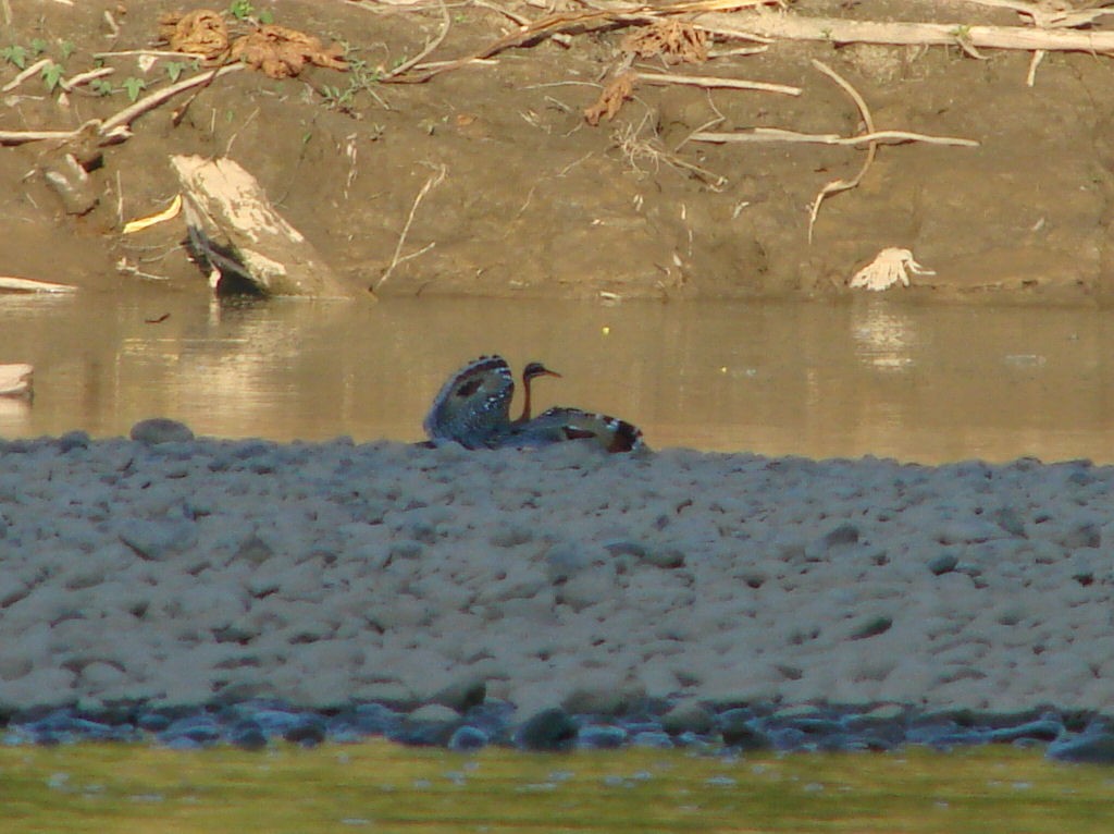 Sunbittern - ML624046101