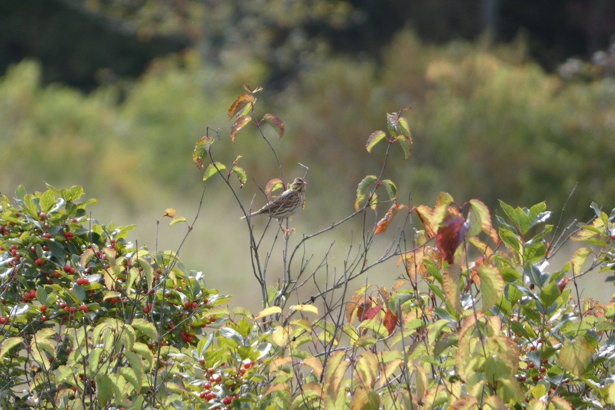 Savannah Sparrow - ML624046104