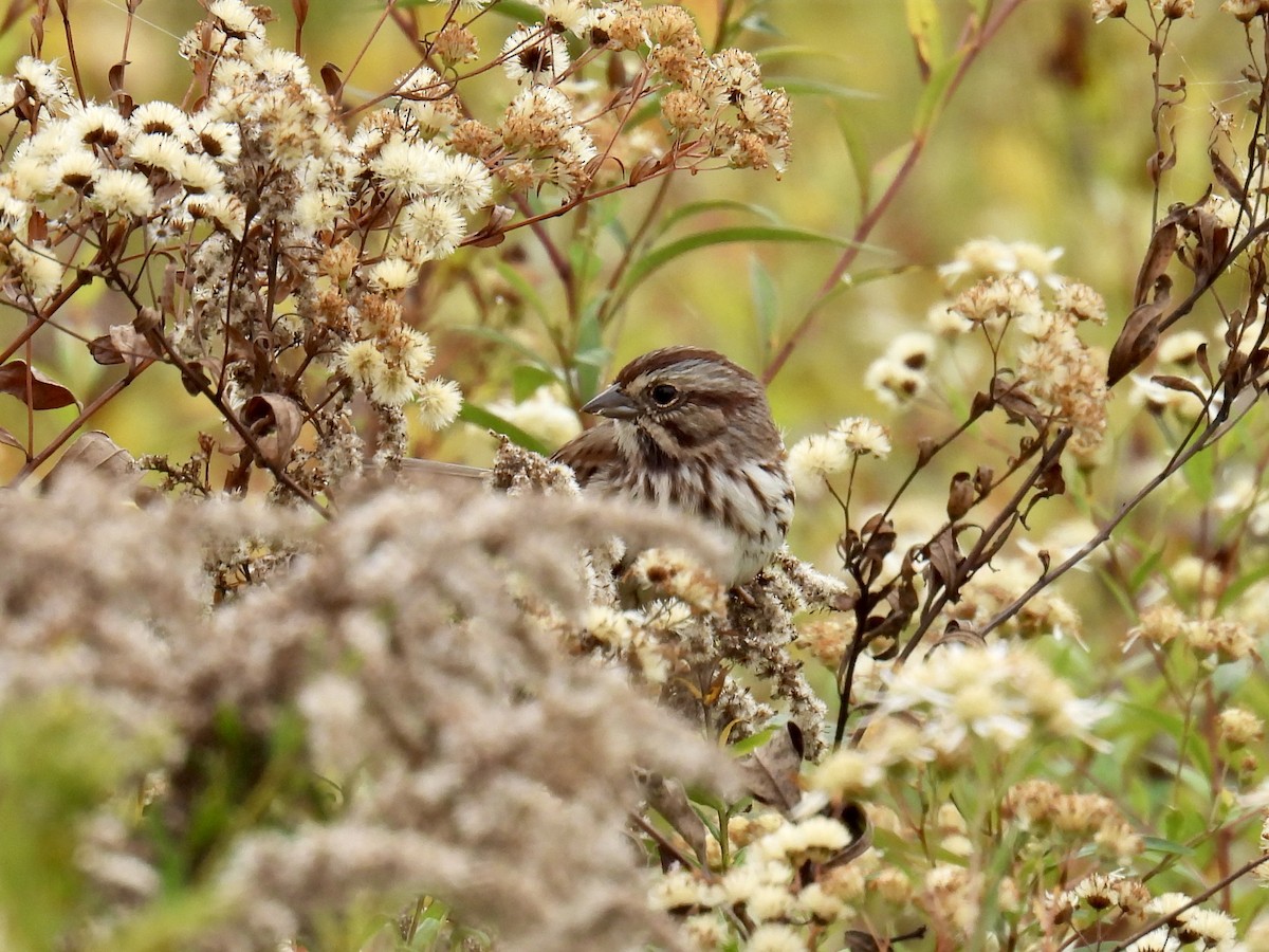 Song Sparrow - ML624046106