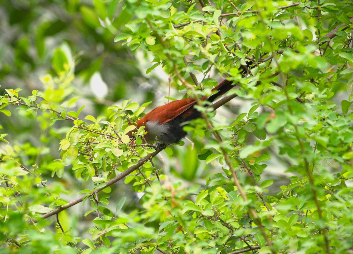 Cuco Ardilla Común - ML624046110