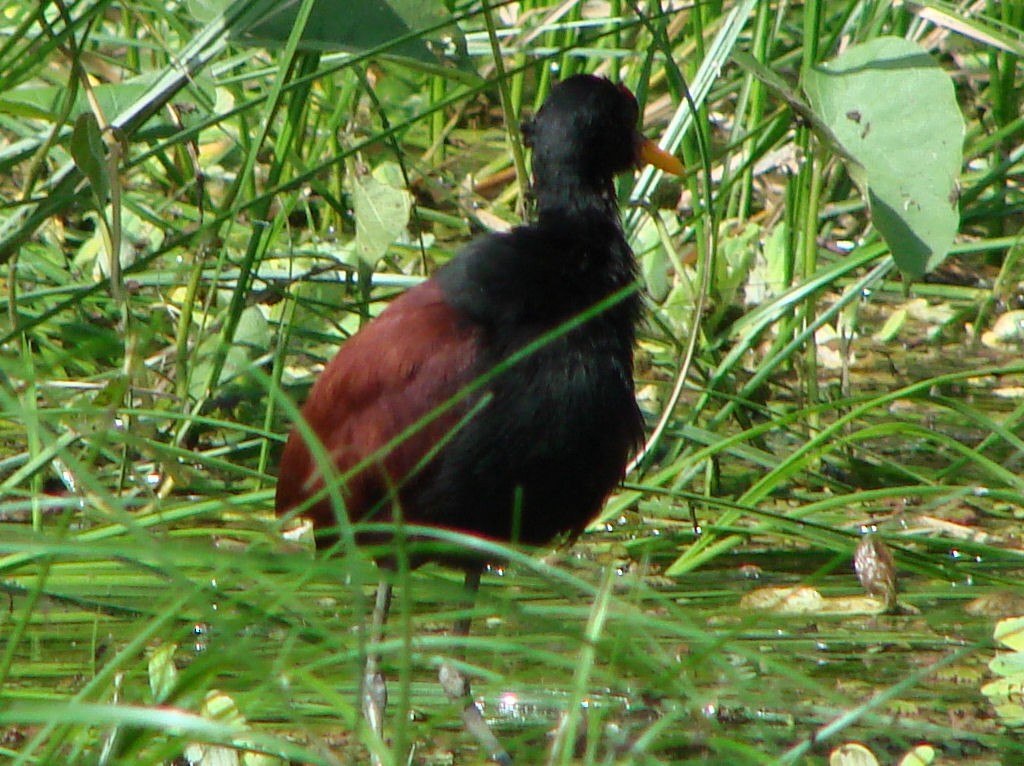 Jacana Suramericana - ML624046112