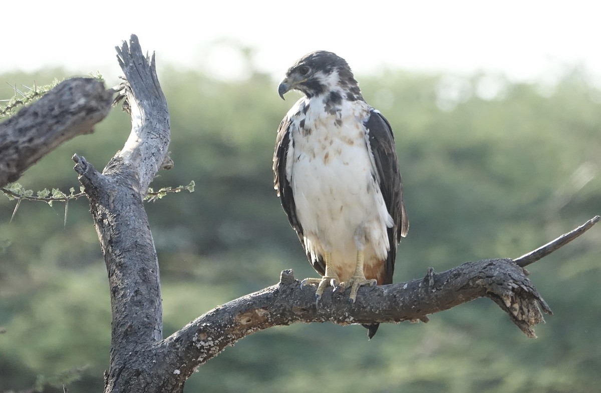 Augur Buzzard - ML624046120