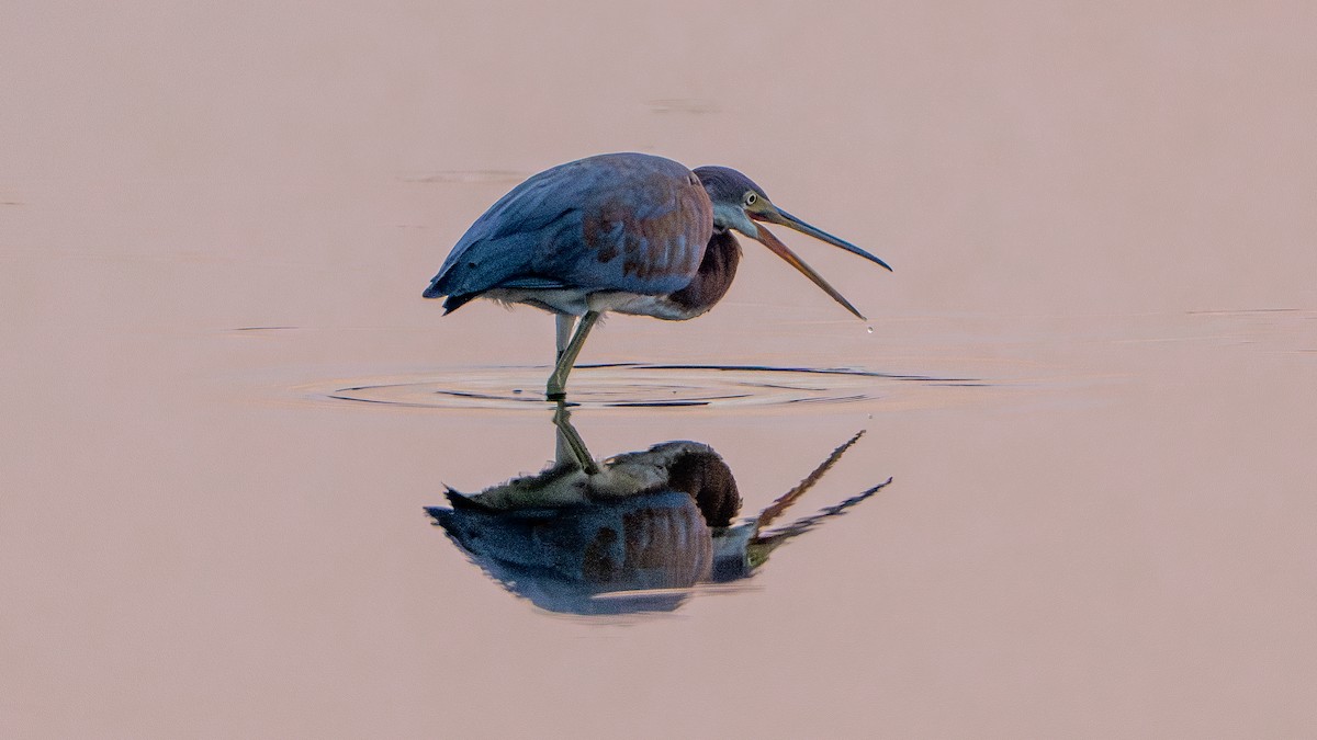 Tricolored Heron - ML624046130