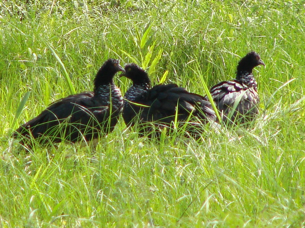 Horned Screamer - Peter Bono