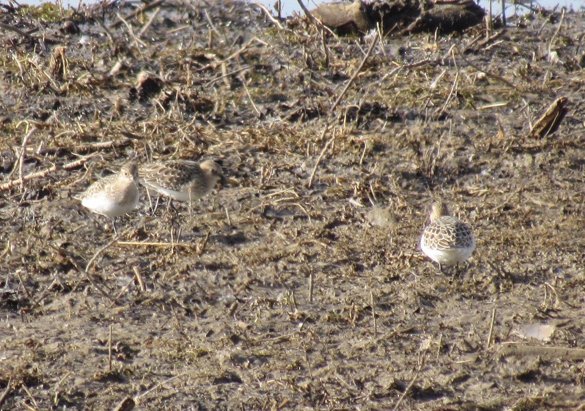 gulbrystsnipe - ML624046152