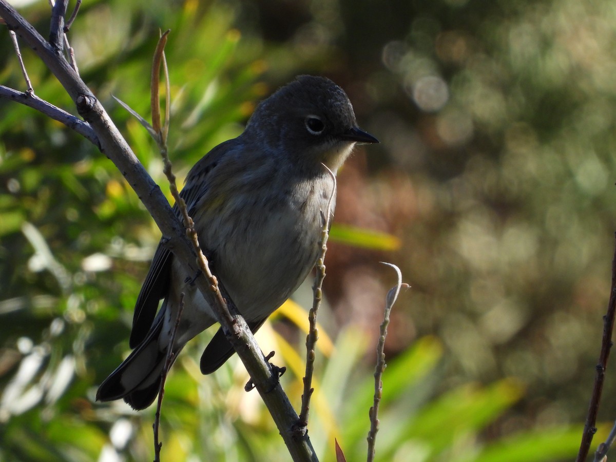 Yellow-rumped Warbler - Mason Jeffries