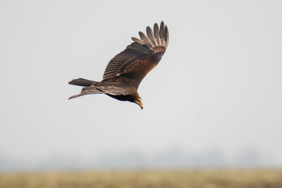 Lesser Yellow-headed Vulture - ML624046168