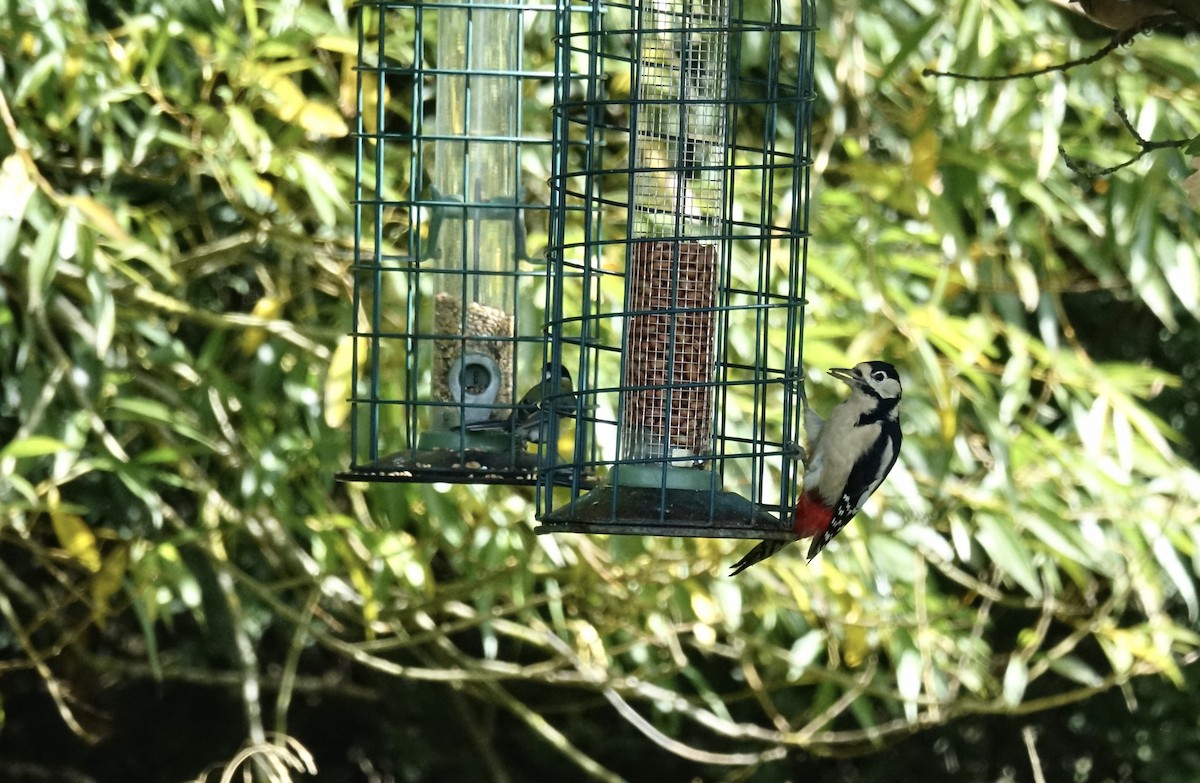 Great Spotted Woodpecker - ML624046171