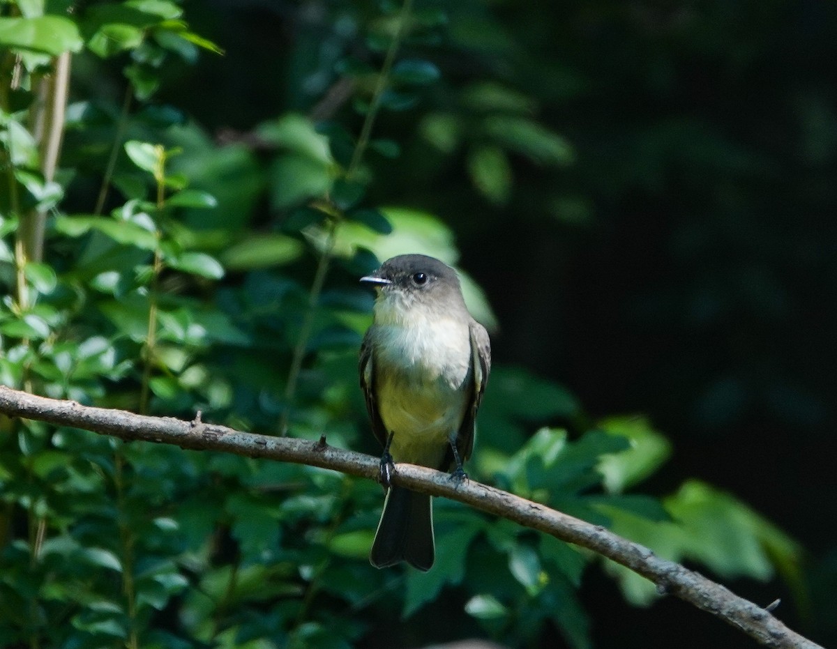 Eastern Phoebe - Kay Dantzler